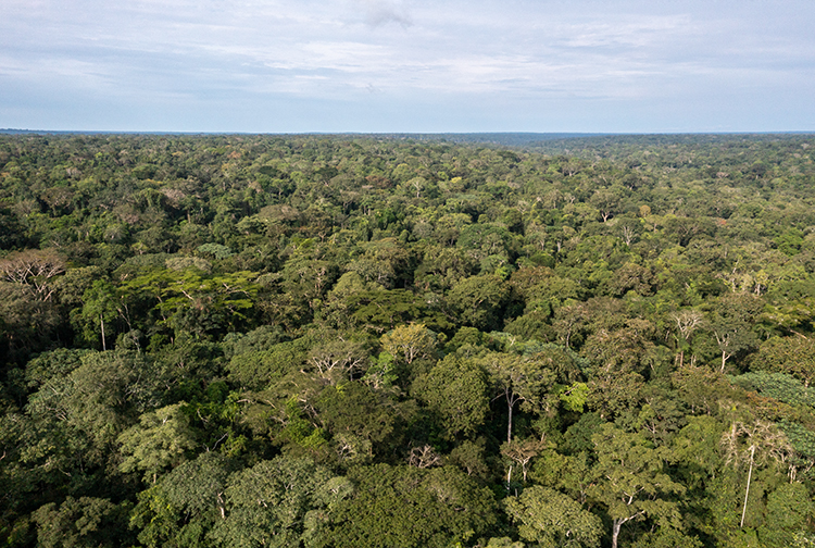 drone rainforest congo