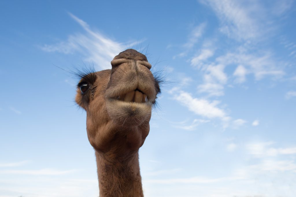 closeup camel australia