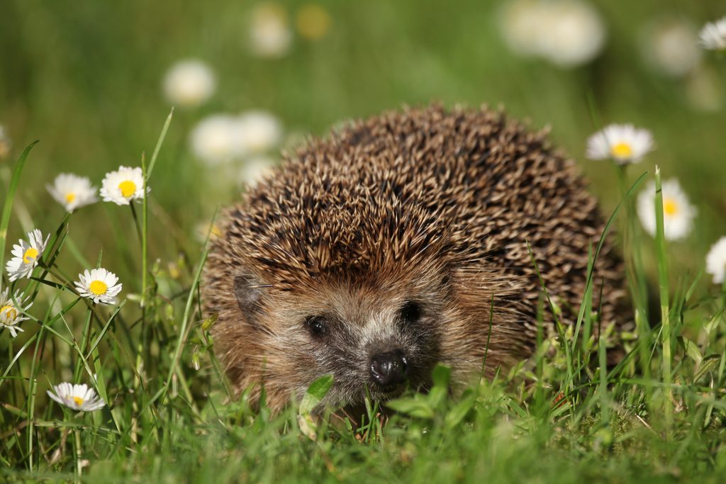 hedgehog europe wildlife