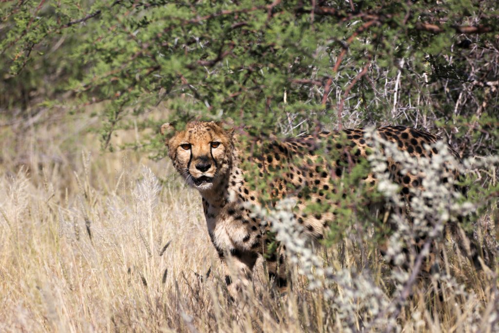 Cheetah Africa hunting