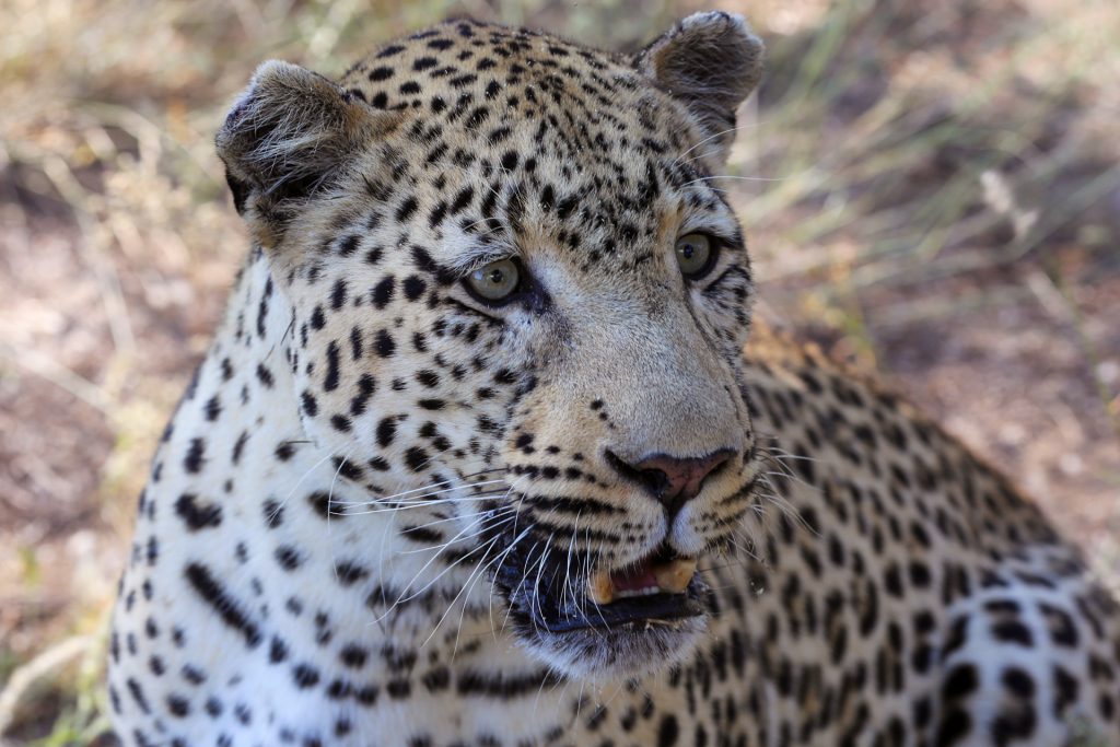 close-up leppard africa.