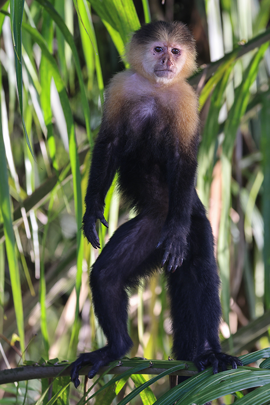 Panama Affe Gatunsee