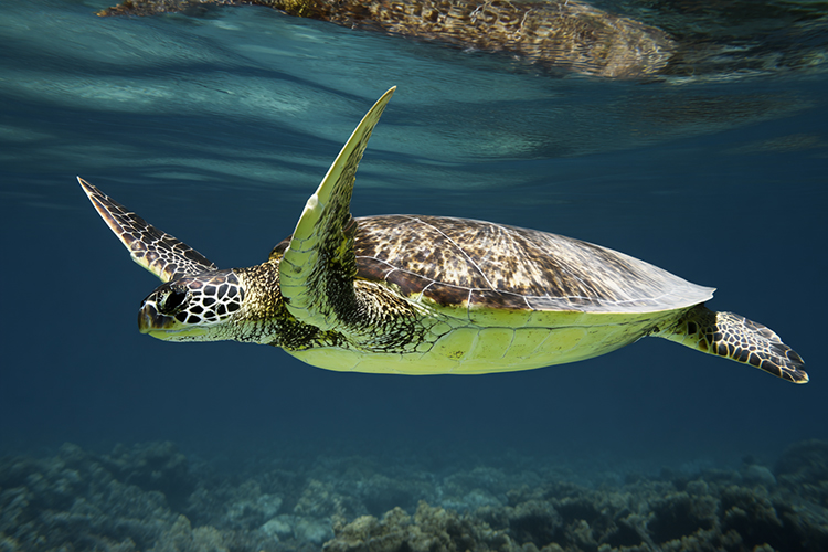 green sea turtle