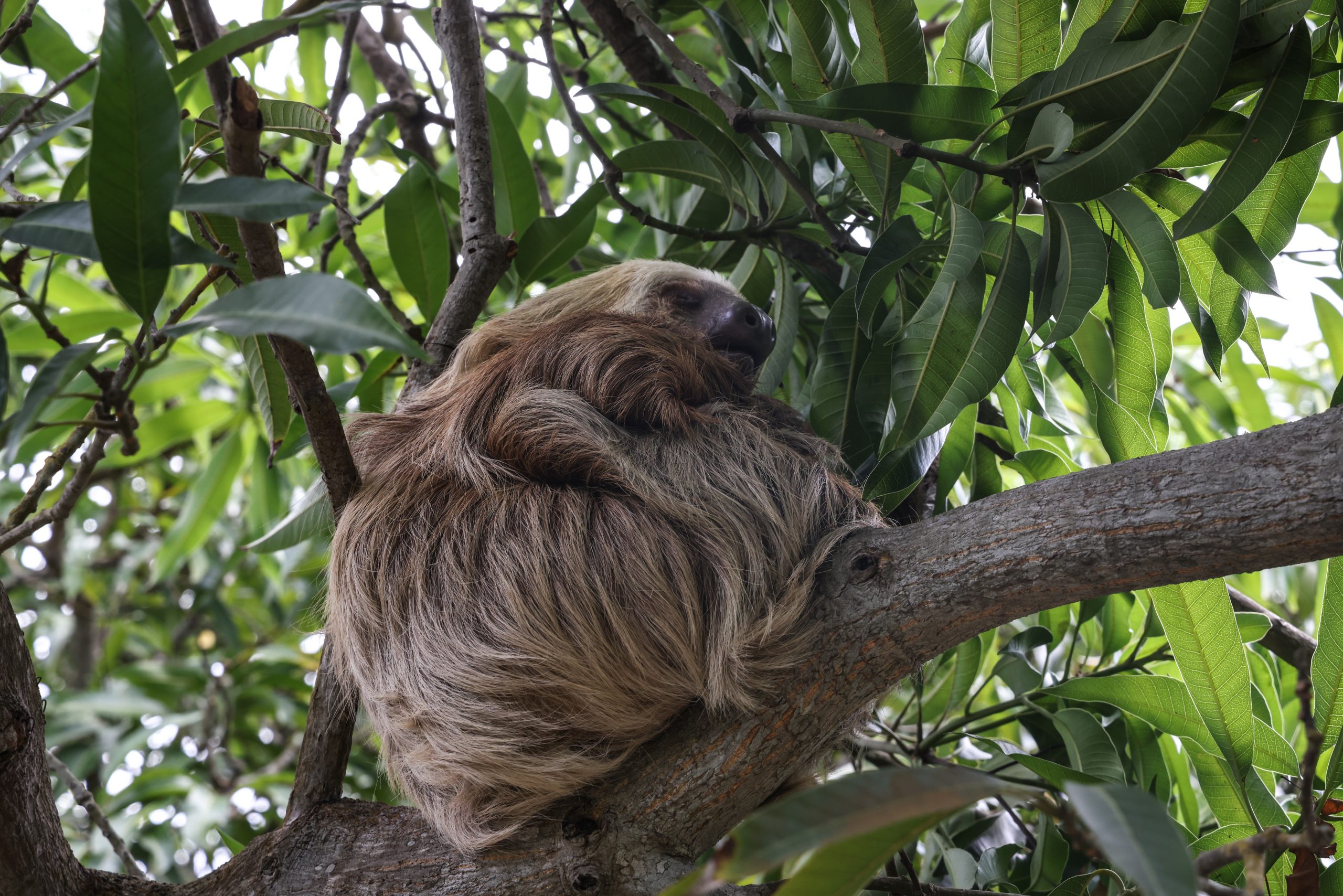 Panama Sloth mammal