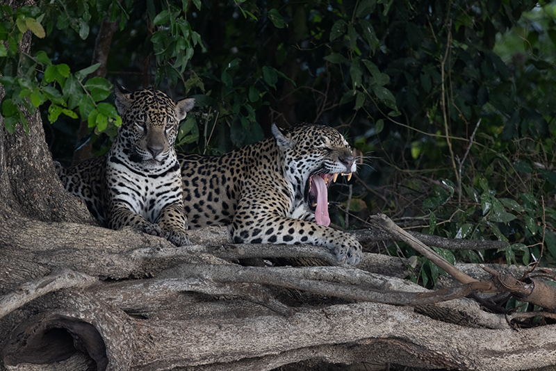 Jaguar Pantalal Brasilien
