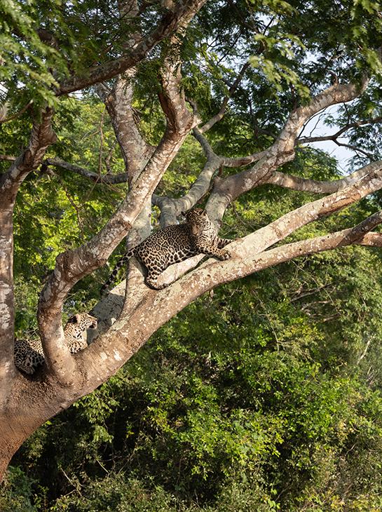 Jaguar Pantanal Brasilien