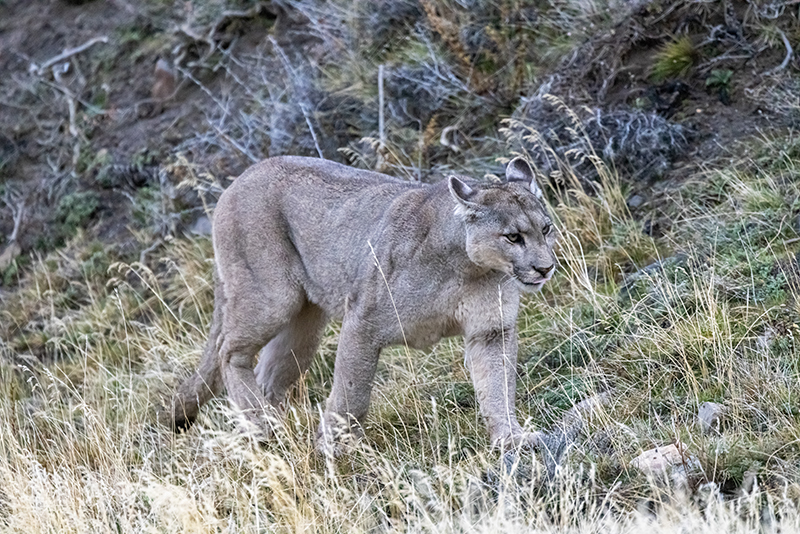 Puma Torres Chile